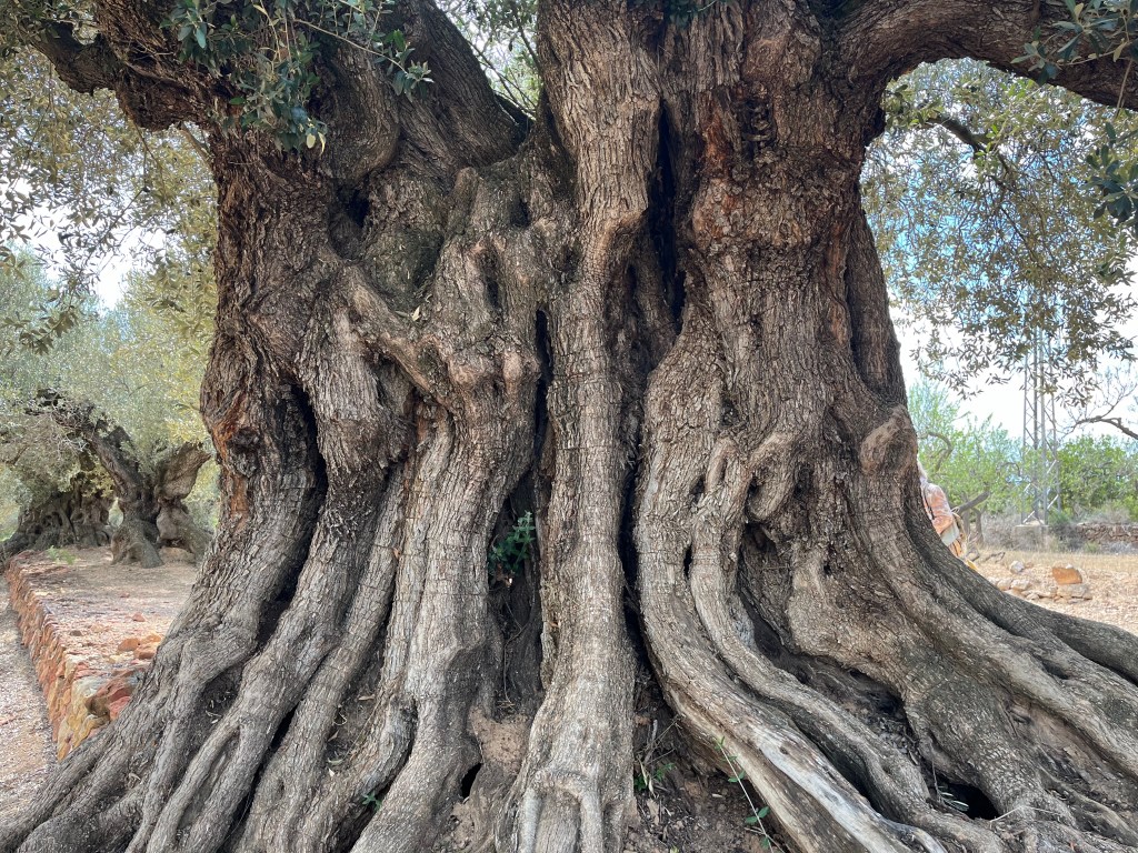 Off the beaten path….in search of ancient olive&nbsp;trees